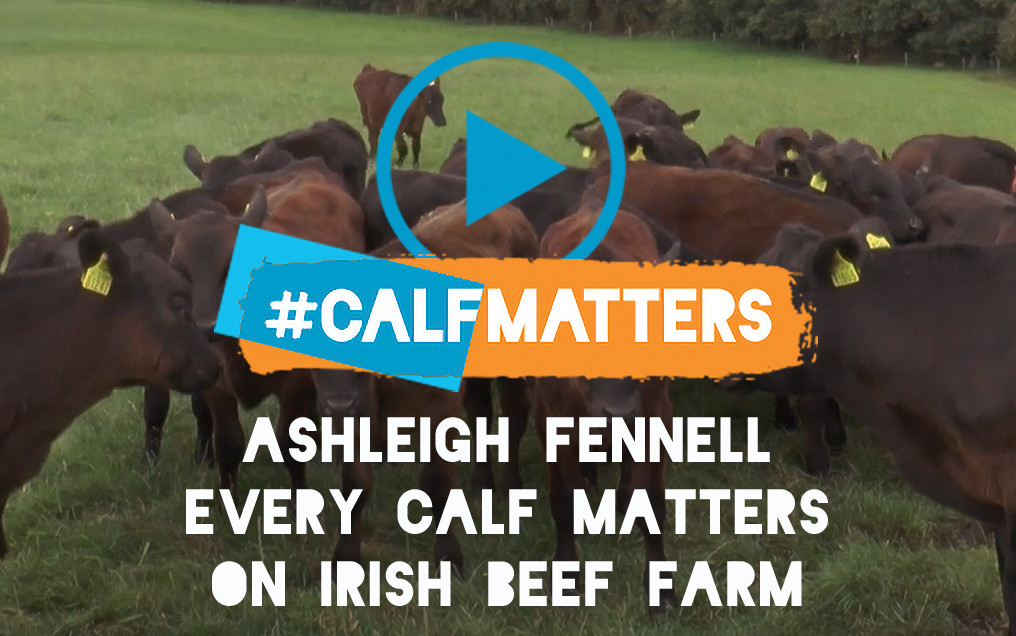 CALFMATTERS - TREATMENT for calf pneumonia CALFMATTERS - TREATMENT for calf pneumonia
