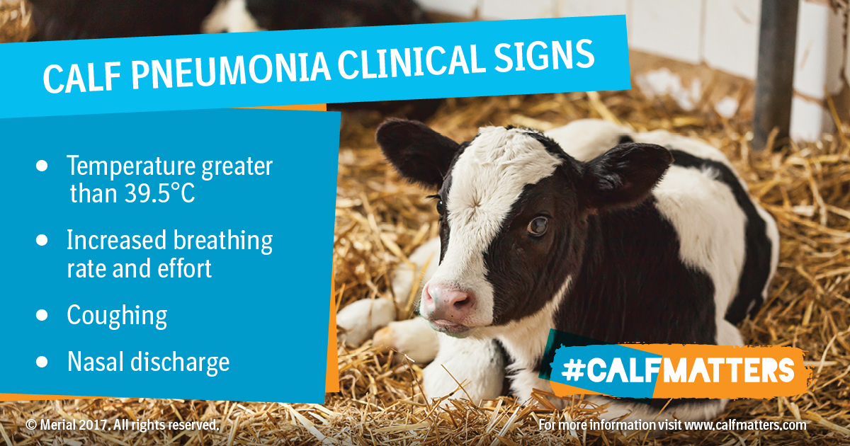 What are the causes of calf pneumonia and what to do to prevent it?